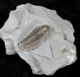 Large Flexicalymene Trilobite - Ohio #20988-1